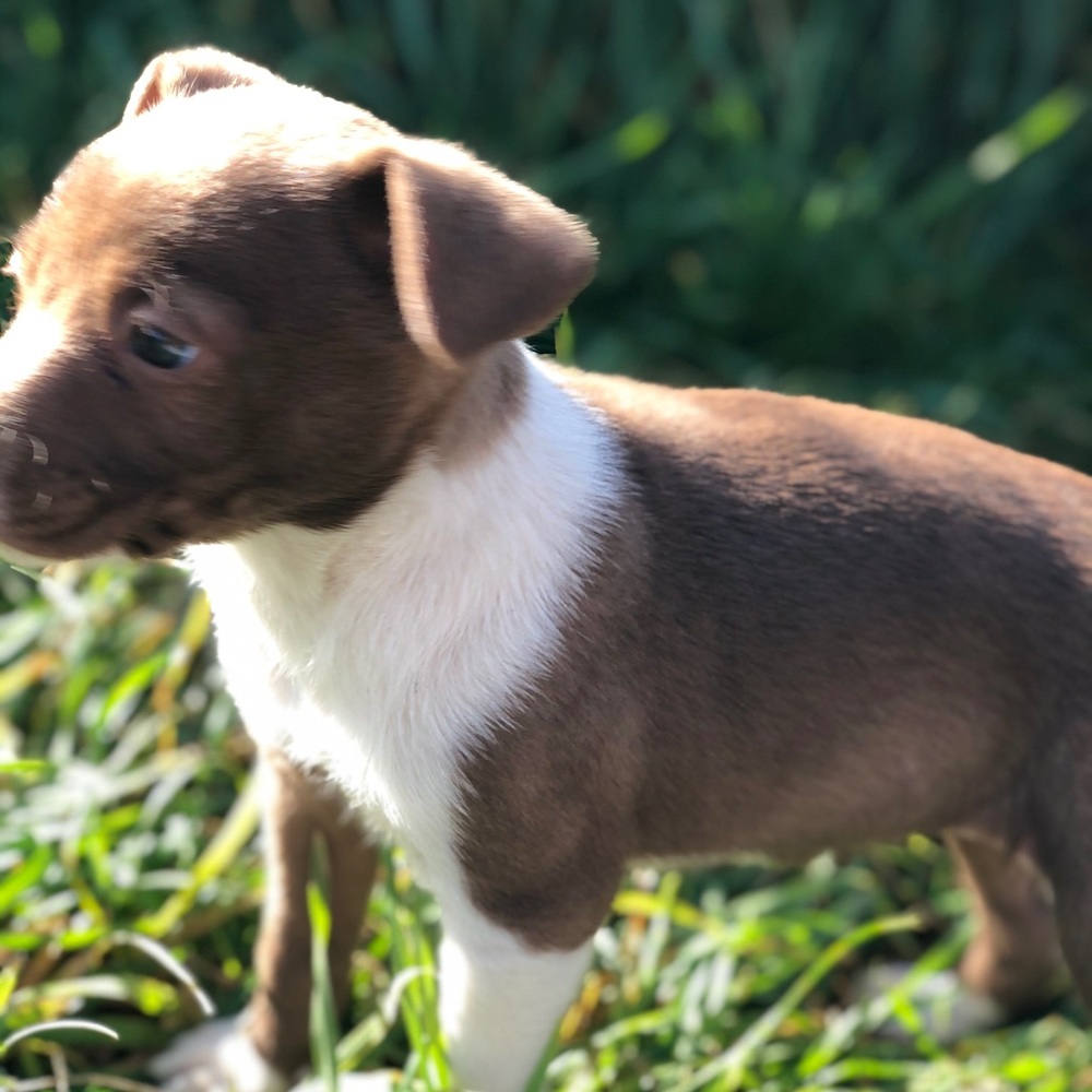 Puppy’s - Picture 5 of 8